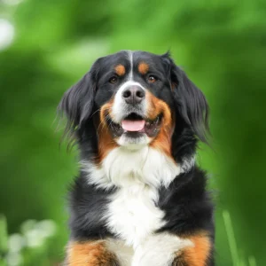 australian-shepard-hund-evenburg-park-leer