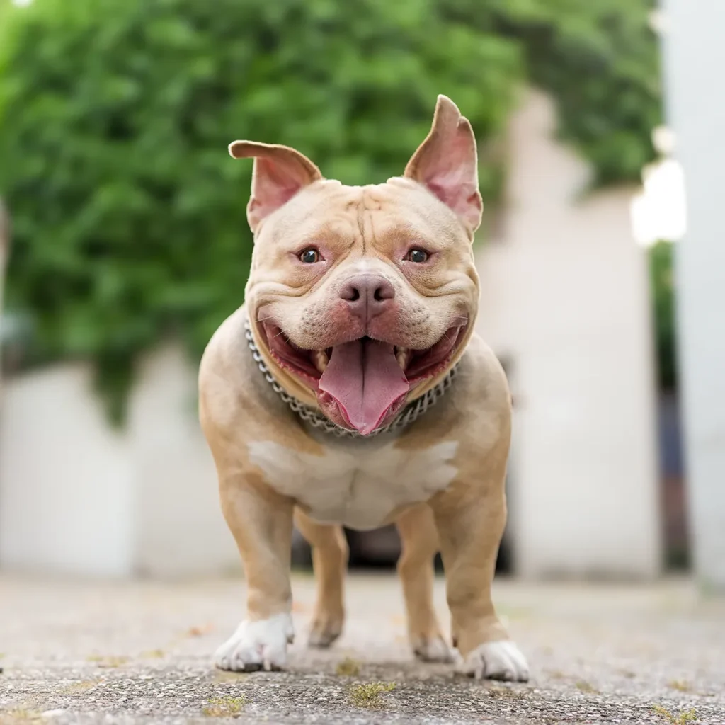 bulldog-hund-outdoor-portrait