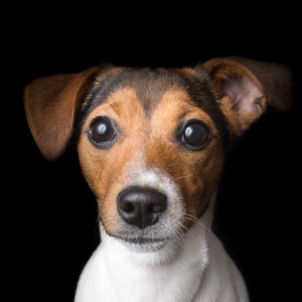 jack-russel-hund-schwarz-hintergrund-fotostudio