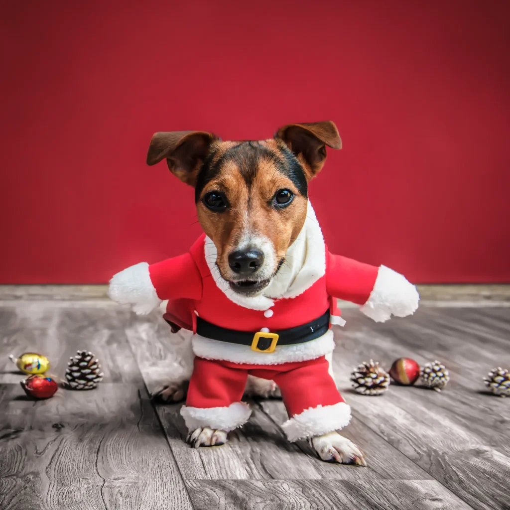 jack-russel-hund-weihnachtszcene-fotostudio